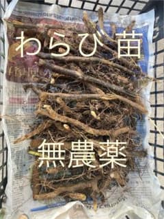 わらび　苗　100本 わらび 苗 10本 - メルカリ