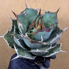 アガベ チタノタ 特選 阿修羅 極上強棘 特選大株 超レア種 優良血統