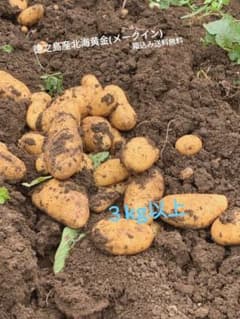 新鮮　新じゃがいも　(メークイン)　箱入り３kg以上　徳之島産のサムネイル