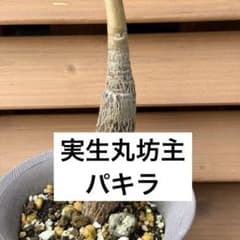 D【観葉植物】パキラ属 実生パキラ 丸坊主から新芽展開中 抜き苗 第四種発送のサムネイル