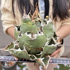 アガベ チタノタ 白鯨超大株 包葉株 ホイルタイプ コレクション株