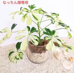 なっちん様専用　シェフレラ　ジェニーネBのサムネイル