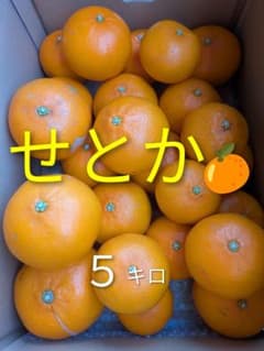 せとか訳あり品５㌔　有田みかんのサムネイル