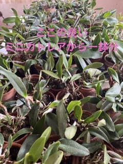 ミニカトレアのサムネイル