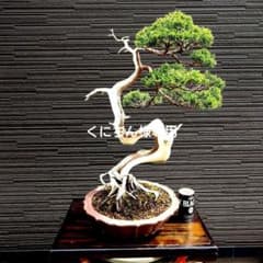 【中古】 白い曼珠沙華 赤松ますみ川柳集/葉文館出版/赤松ますみ 赤松せんべい15個入 ｜ 山形屋オンラインショッピング