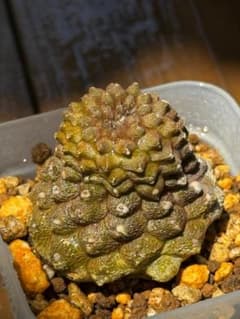 Copiapoa hypogaea （蜥蜴皮） 希少