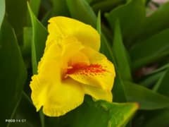 花のサムネイル