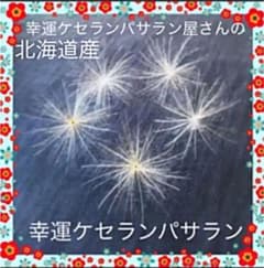 ☆ 大好評 ☆ 金運開運 ケセランパサラン 5個 ☆のサムネイル
