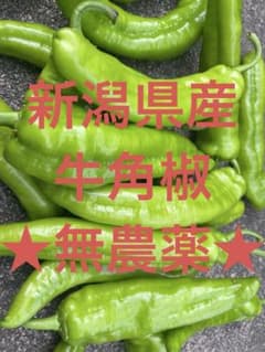 新潟県産 牛角椒 甘長唐辛子500g （ピーマン1、2個おまけ付き）のサムネイル