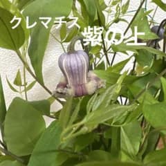 現品】超レア♡クレマチス♡紫の上♡ベル型♡壺型♡5号♡お鉢