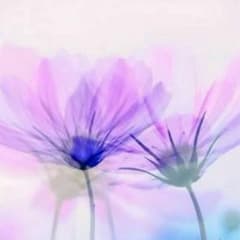 ★sakura様の専用です★のサムネイル