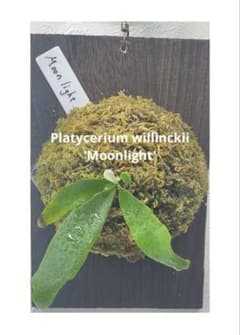 ビカクシダ Moonlight 月光爪哇 板付のサムネイル