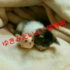 Obagiのサムネイル