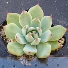 桃太郎  多肉植物 抜き苗 エケベリアのサムネイル