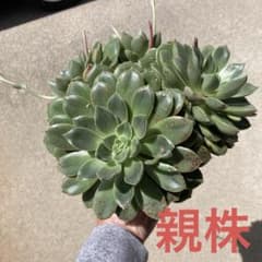多肉植物 札落ち抜き苗 - メルカリ