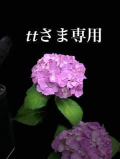 ttさま専用のサムネイル