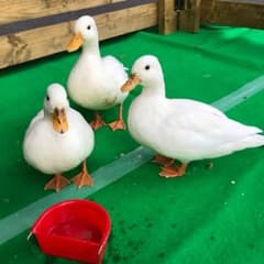 フグサちゃん様(*´꒳`*)のサムネイル