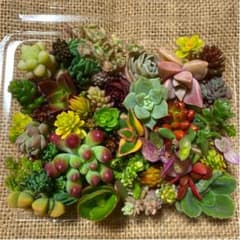 多肉植物⑤のサムネイル
