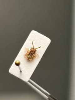 【4mm】キバネツノトンボの一種 ? 標本 ウスバカゲロウ 4mm】キバネツノトンボの一種 ? 標本 ウスバカゲロウ - メルカリ
