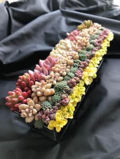 キャンセルのため。本日のみの出品。多肉植物、癒し系寄せ植え♡のサムネイル