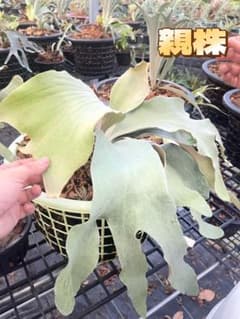 ビカクシダP.Pure sporeling (P. Woot9 select) m39340128199_1.jpg?1782571208