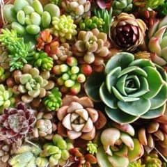 多肉植物 カット苗 エケベリア セダム 七福神 - メルカリ