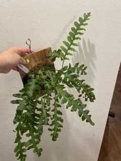 レカノプテリス タツタ 板付　株分けのサムネイル