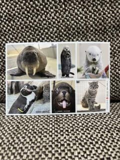 日本赤十字×鳥羽水族館コラボシールのサムネイル