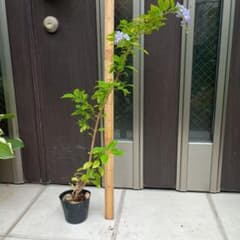 デュランタ 宝塚 苗木 鉢植えのサムネイル