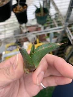 AGAVE アガベ　チタノタ ✖️ホリダ　ハイブリッドのサムネイル