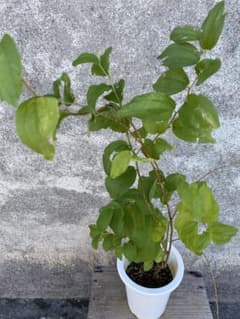 インドナツメ 蜜棗（ミーザオ） 激レア果実 挿し木苗のサムネイル