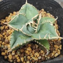 ハムニ【特選選抜株】②優秀株　太棘　アガベ　チタノタ　白豪刺　TC 2025年最新】白豪刺の人気アイテム - メルカリ