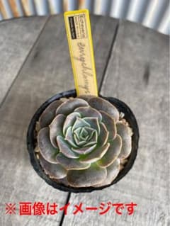 8 希少丸葉タイプ エリキュラミス - メルカリ