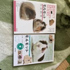 モルモット 飼い方  本のサムネイル