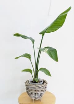 斑入り オーガスタ H70cm - メルカリ