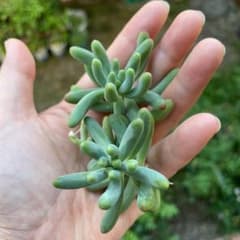 多肉植物 乙女心のサムネイル