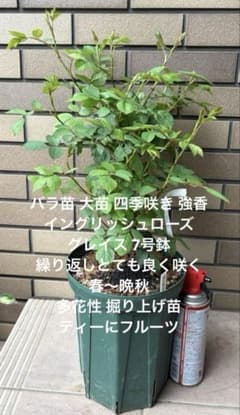 バラ苗 大苗 四季咲き 強香 イングリッシュローズ グレイス 7号鉢 掘り上げ苗のサムネイル