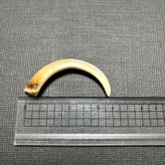 イノシシの牙(約6.0cm×2)のサムネイル