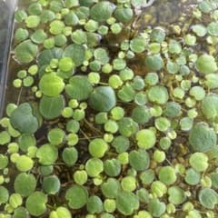 アマゾンフロッグピット 浮き草 水草12株のサムネイル