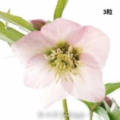 Z②チベタヌスhyb 3粒＊クリスマスローズの種子 - メルカリ