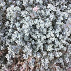 多肉植物 ブレビフォリウム カット苗 抜き苗 セダムのサムネイル