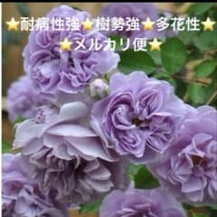 ⭐️バラ苗⭐️挿し木苗⭐️四季咲き⭐️ つるバラ⭐️レイニー