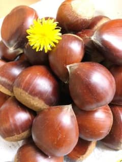 生栗ぽろたん　愛媛県産　1kg + 20〜30gのサムネイル