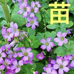 根付き♪オギザリス、ムラサキカタバミ苗♪ピンクのお花♪球根グランド