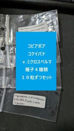 コピアポア　発芽確認済み種子　１００種類セット　各１０粒ずつ コピアポア コクイバナ v.ミクロスペルマ 種子4種類 10粒ずつセット