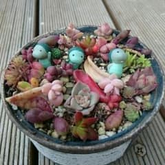 多肉植物葉ざし赤ちゃんのサムネイル