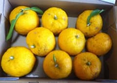 【岐阜県産】柚子 ゆず 約1.1kg【農家自家消費用】②のサムネイル