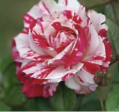 バラ苗  センチメンタル  接木大苗  強香  強健  7号鉢  薔薇  苗のサムネイル