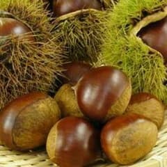 農家の裏庭の栗800g ☆無農薬のサムネイル