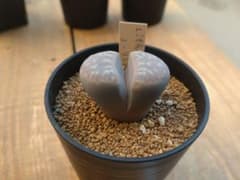 リトープス・ノーリニアエのサムネイル